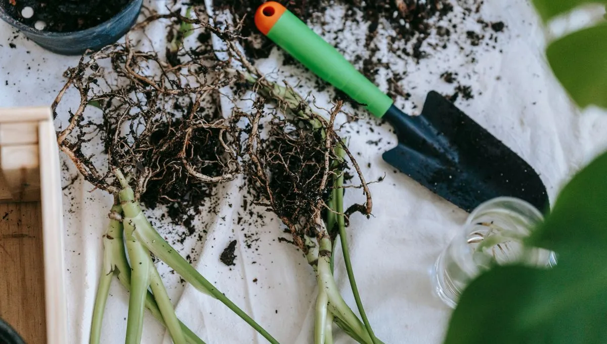 enraizar plantas este truco abuelajpg