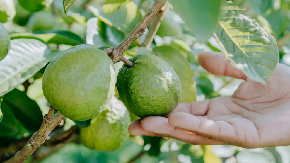 guayaba arbol