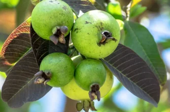 guayaba gsc1