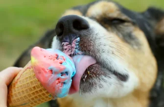 perro helado1jpg