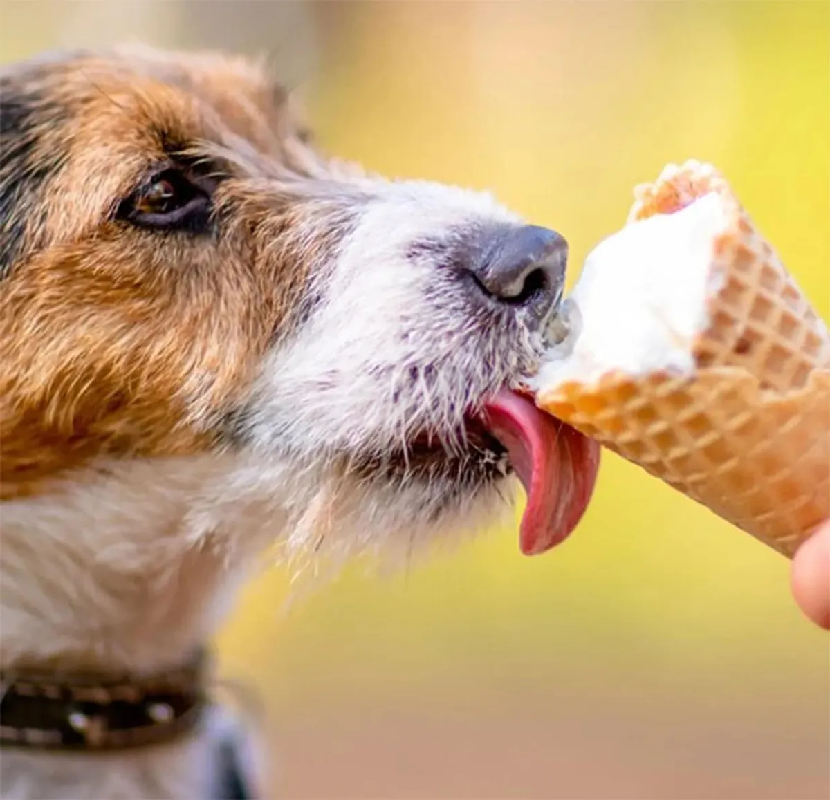 perro helado2jpg