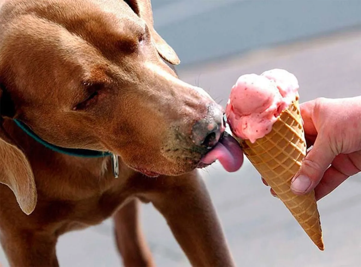 perro helado3jpg