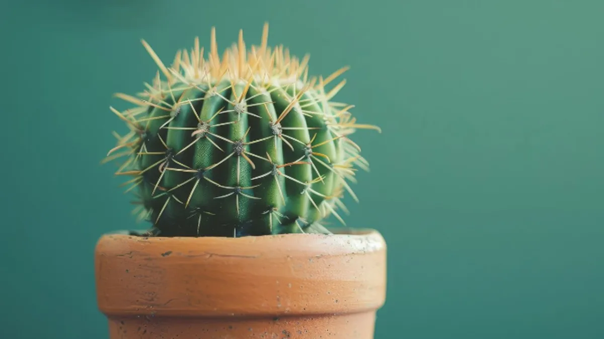 que significa cactus jardin casajpg