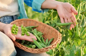 mujer cosechando guisantes 787749df 1359853951 241217140438 1280x720