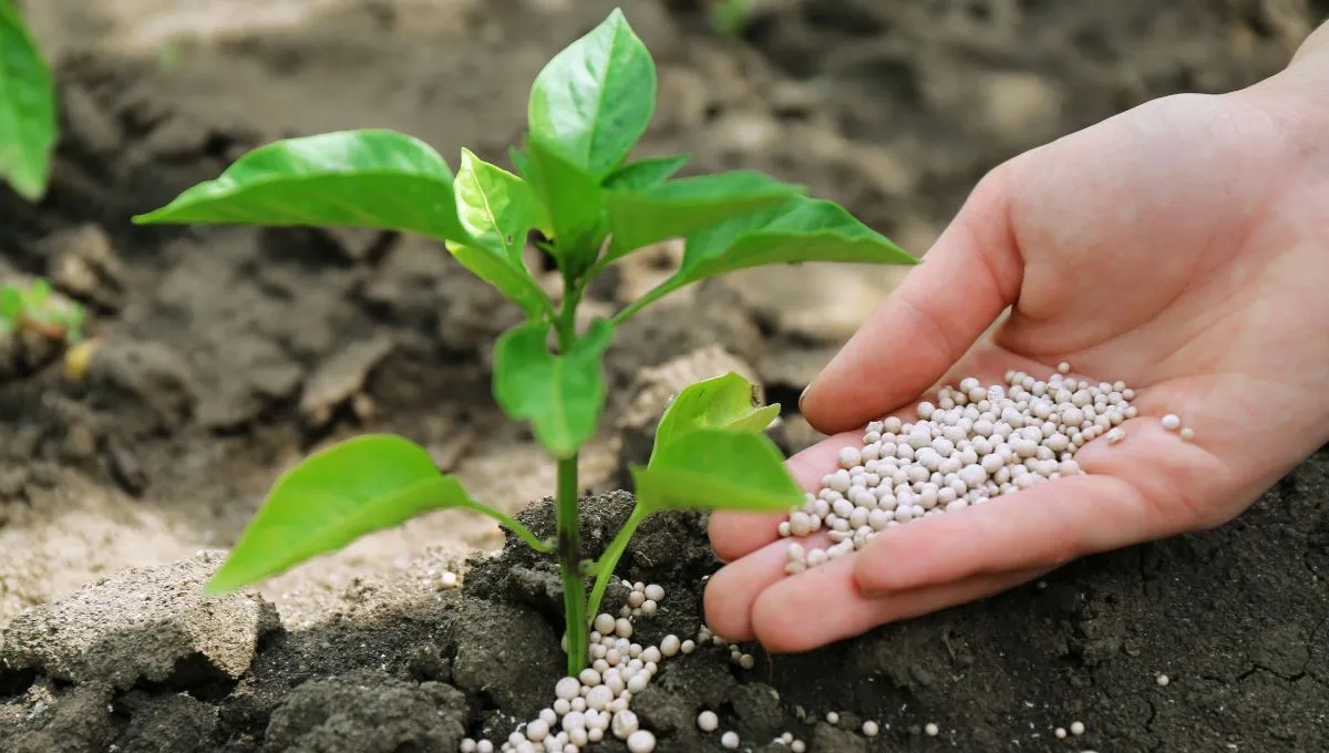 plantas cuidado hojas quemadasjpg